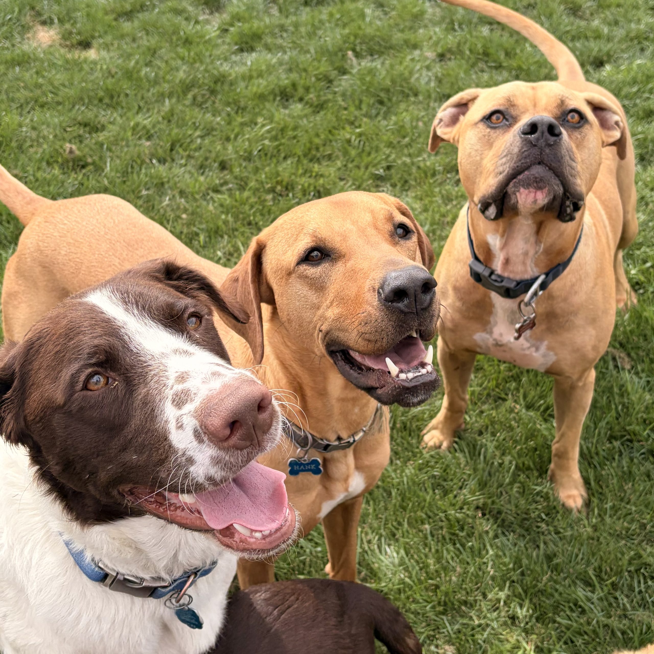 Dogs enjoying pool time at Y-Farms Kennels